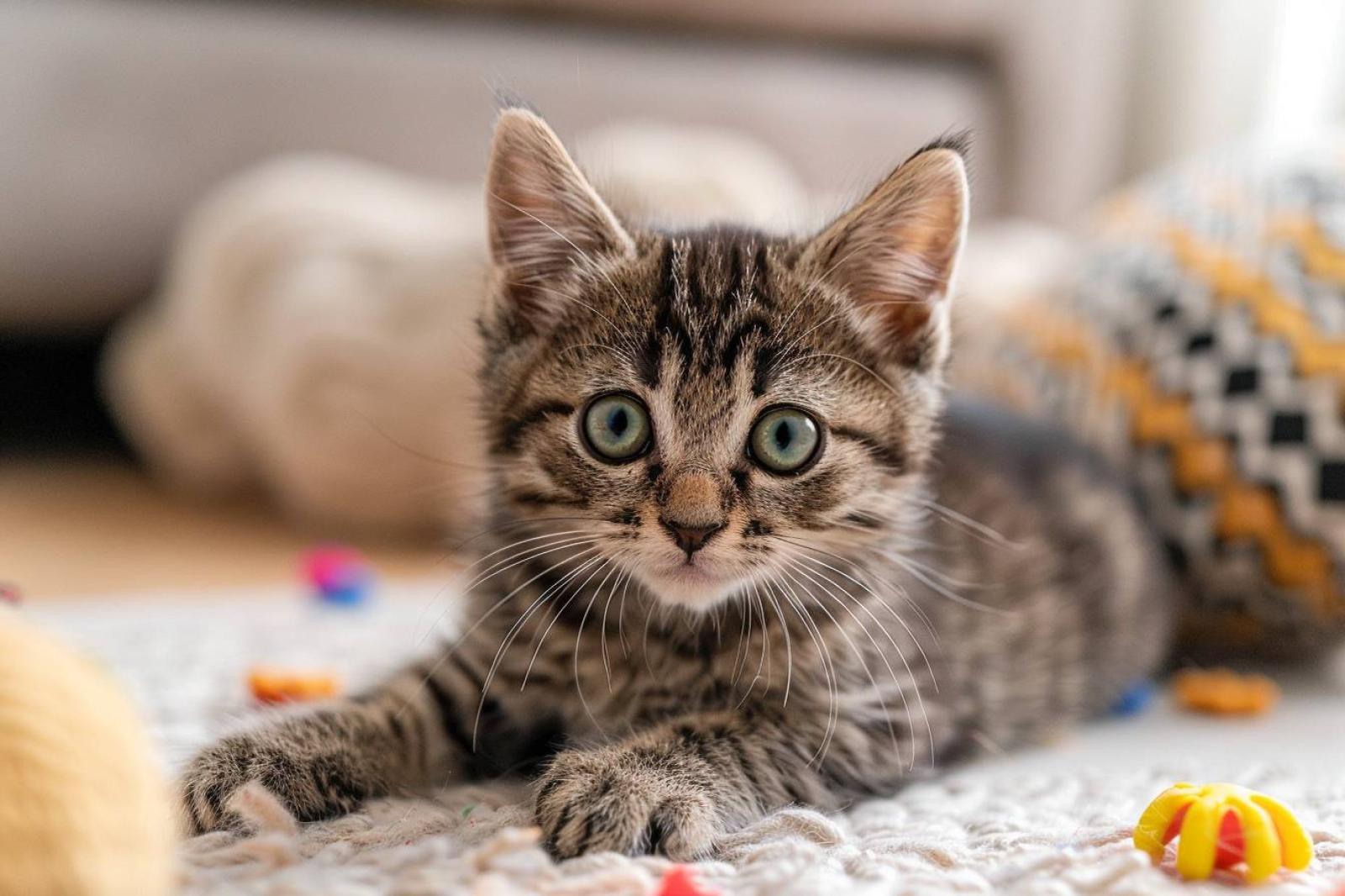 Comment apprivoiser un chat en douceur ?