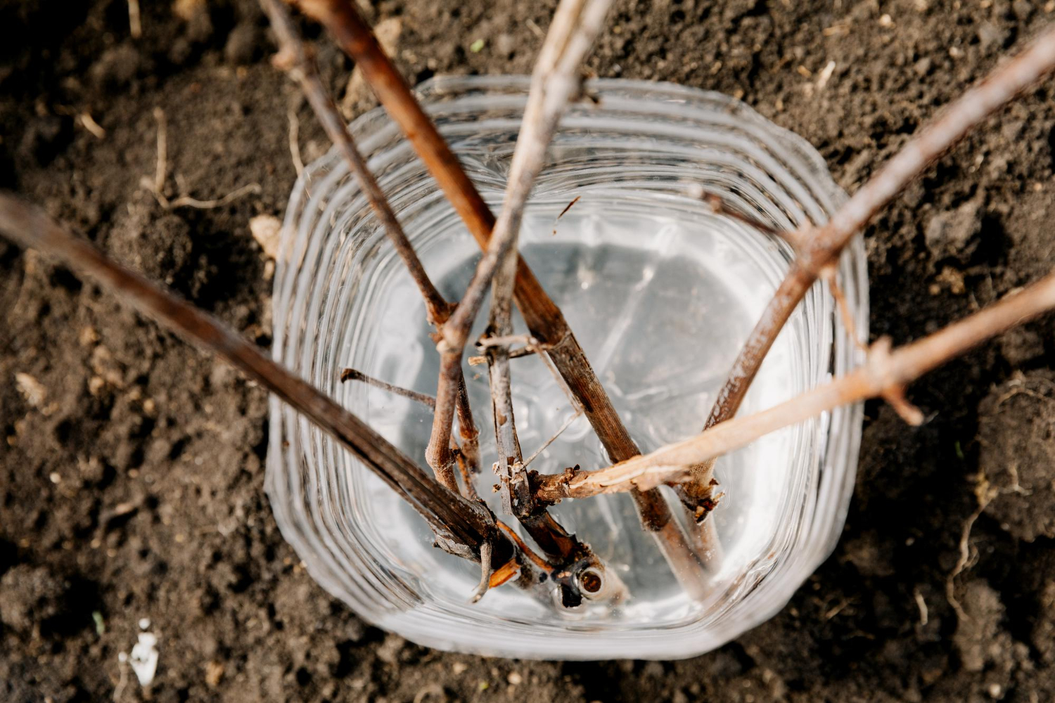 Le bouturage : un moyen pratique pour obtenir des framboisiers !
