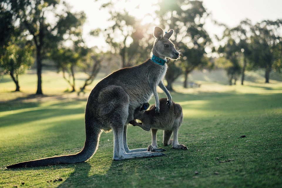 Une chaleur infernale décime les animaux en Australie